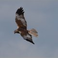 Marsh Harrier