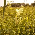 18. 2013 July 13 Meadowsweet - has a sweet honey smell