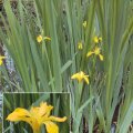4. Yellow Iris (Flag Iris) TH